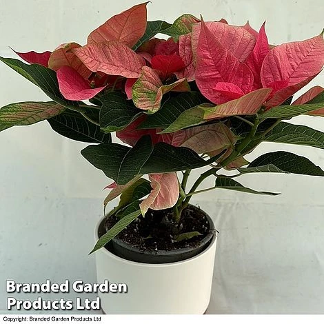 Princettia® 'Pink' - Gift - Image 2