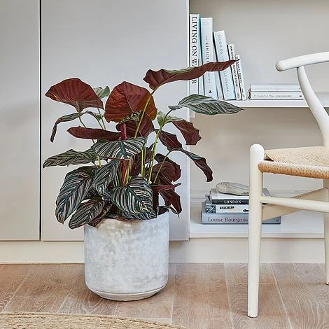 Tivoli Planter Cement H25Cm D26Cm - Image 2