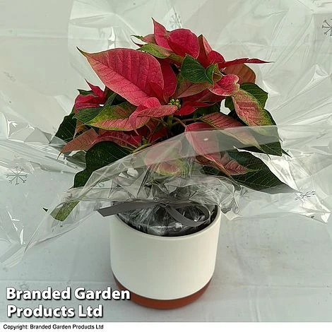 Princettia® 'Pink' - Gift - Image 3