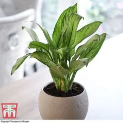 Aglaonema 'Christina'