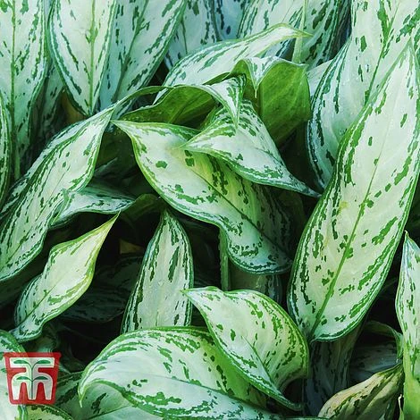 Aglaonema 'Christina' - Image 2