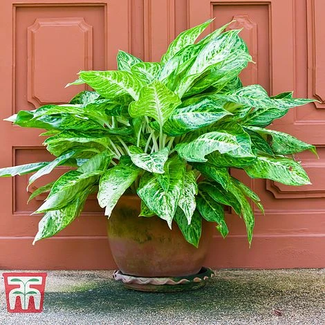 Aglaonema 'Christina' - Image 3