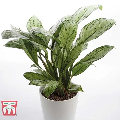 Aglaonema 'Christina' - Image 4