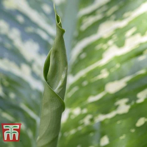 Aglaonema 'Christina' - Image 5