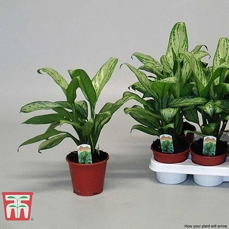 Aglaonema 'Christina' - Image 6