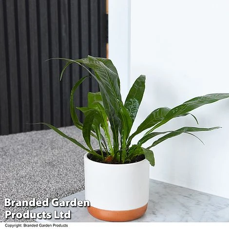 Nurseryman's Choice Indoor Fern Mix - Image 2