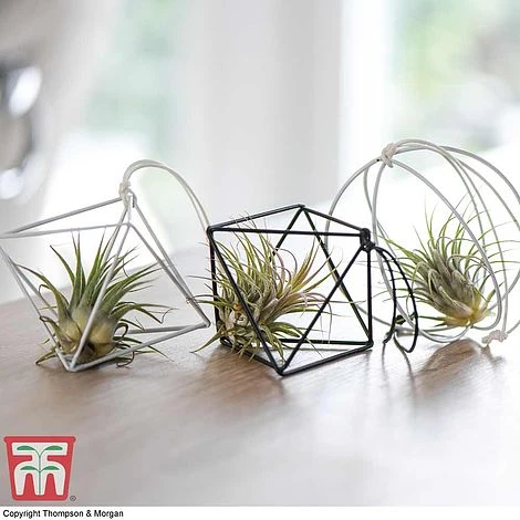 Air Plant Variety Collection