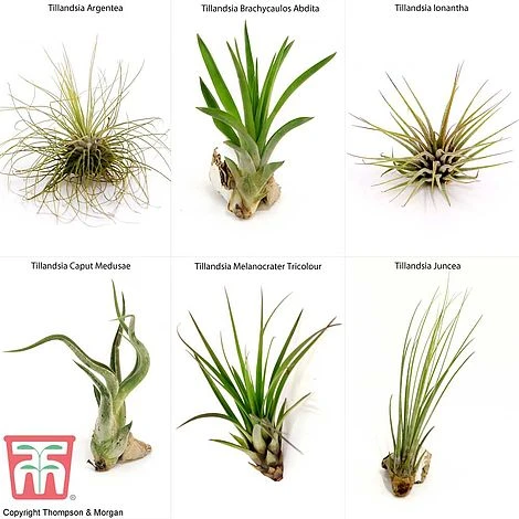 Air Plant Variety Collection - Image 3