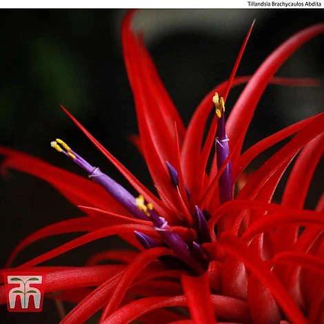 Air Plant Variety Collection - Image 4