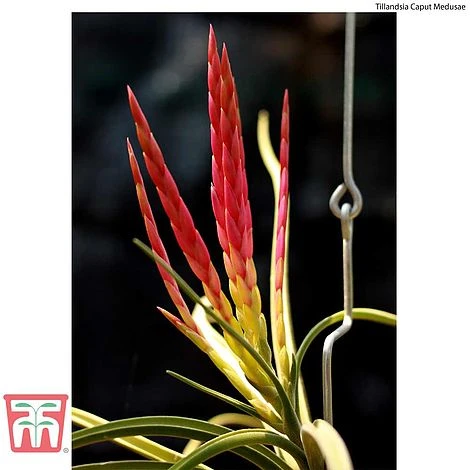 Air Plant Variety Collection - Image 16
