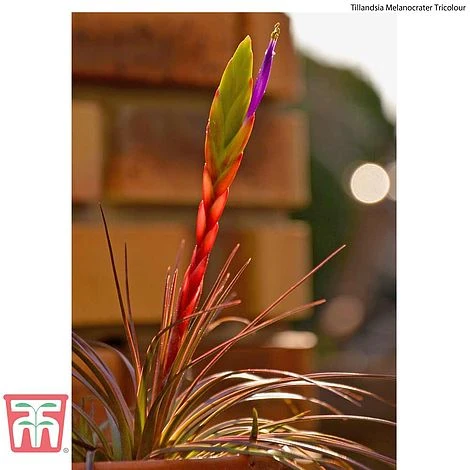 Air Plant Variety Collection - Image 17