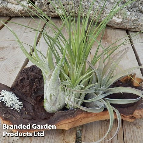 Air Plant On Bog Wood - Image 2