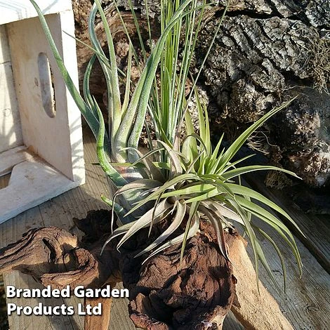 Air Plant On Bog Wood - Image 4