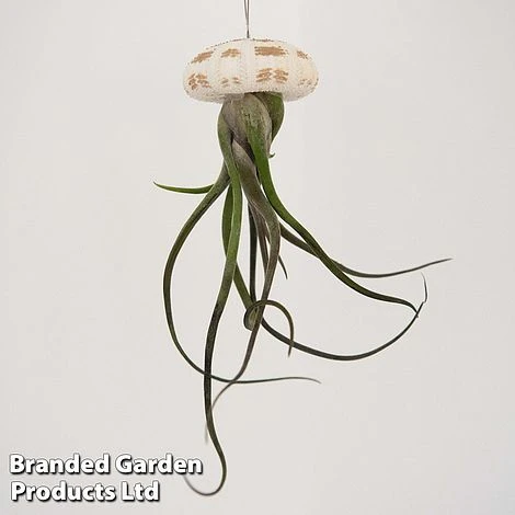 Airplant (Tillandsia) In Sea Urchin