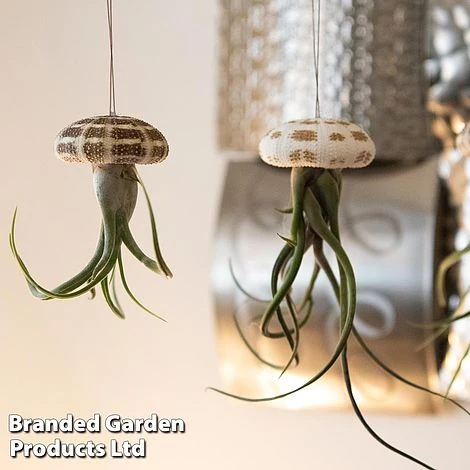 Airplant (Tillandsia) In Sea Urchin - Image 3