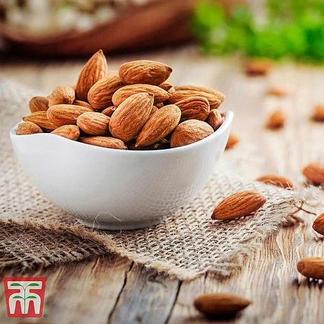 Almond 'Robijn' - Image 3