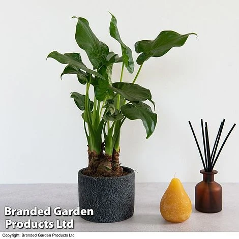 Alocasia Cucullata In Stone Ceramic - Image 2