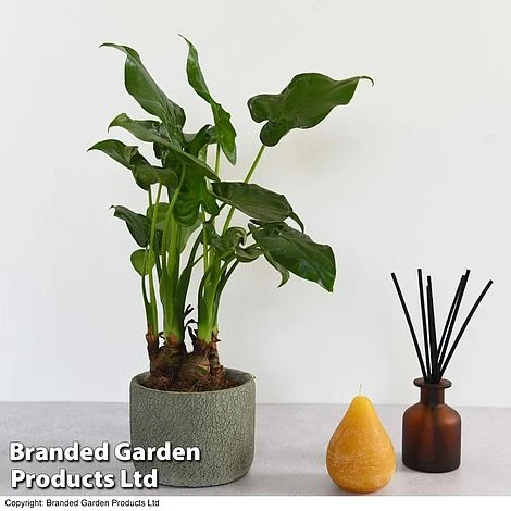 Alocasia Cucullata In Stone Ceramic - Image 3