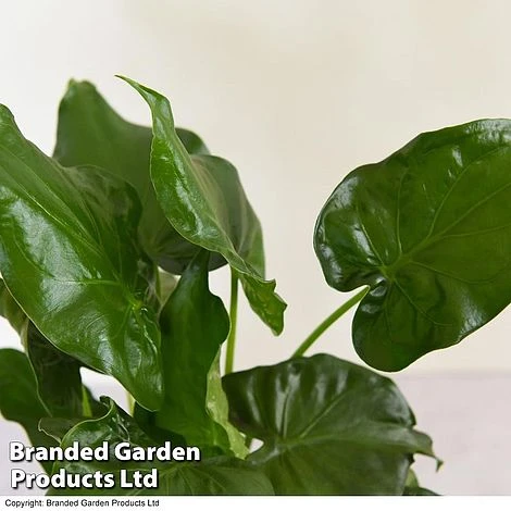 Alocasia Cucullata In Stone Ceramic - Image 4