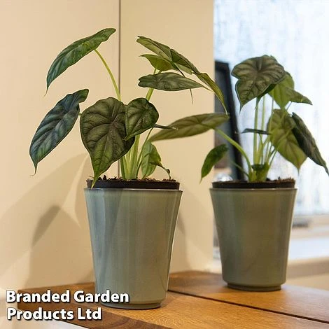 Alocasia 'Dragon Scale' - Image 2