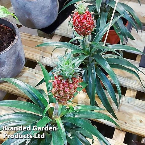 Pineapple Plant 'Rosita' - Image 5
