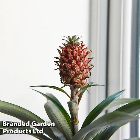 Pineapple Plant 'Rosita' - Image 2