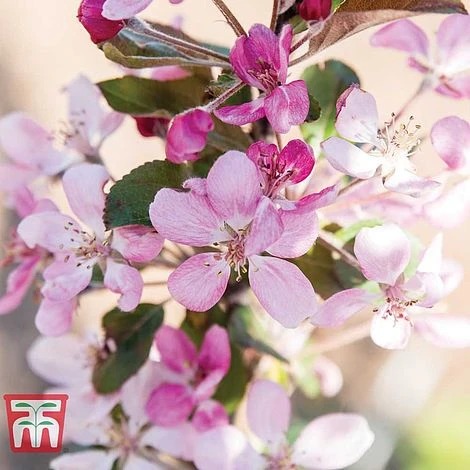 Apple 'Appletini' - Image 2