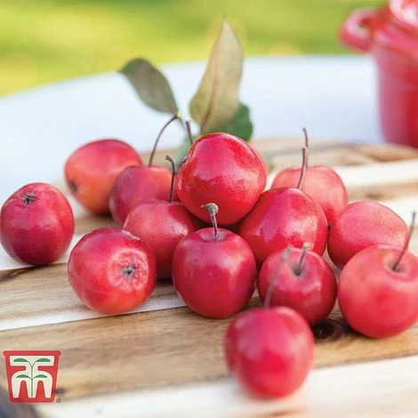 Apple 'Appletini' - Image 3