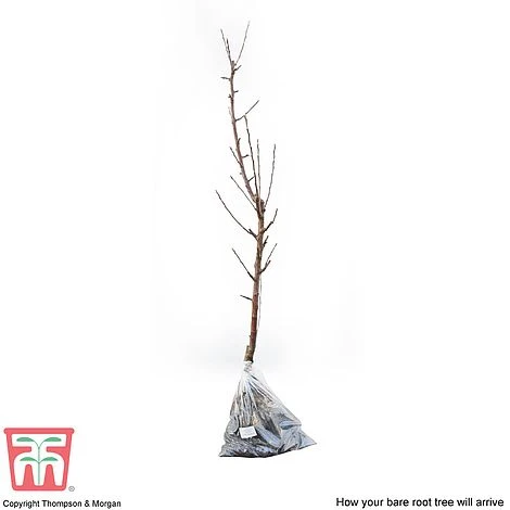 Apple 'James Grieve' - Image 4