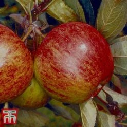 Apple 'Ellison's Orange'