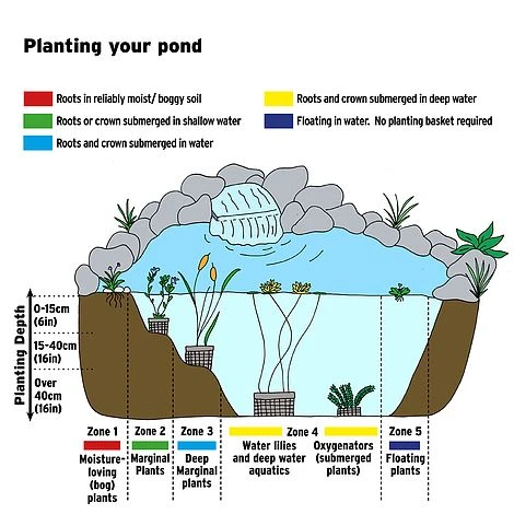 Rumex Sanguineus (Marginal Aquatic) - Image 2