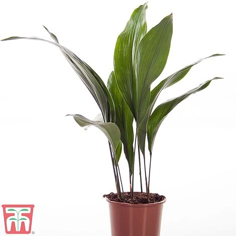 Aspidistra Elatior - Image 3