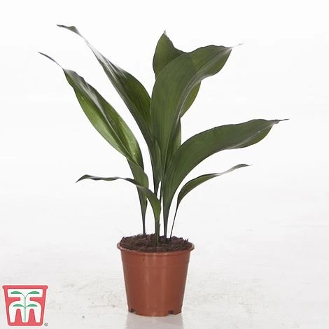 Aspidistra Elatior - Image 4
