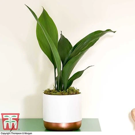 Aspidistra Elatior - Image 5