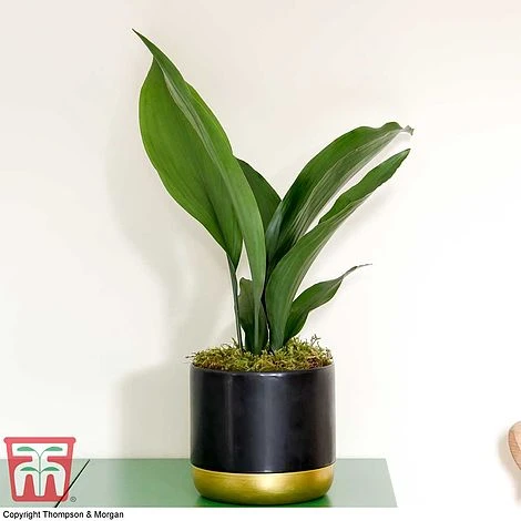Aspidistra Elatior - Image 6