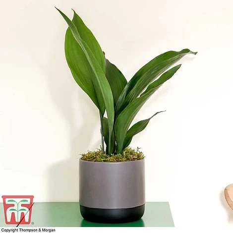 Aspidistra Elatior - Image 7