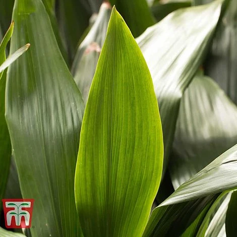 Aspidistra Elatior - Image 8