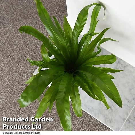 Asplenium Antiquum - Image 2