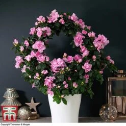 Azalea Hoop 'Light Pink'- Gift