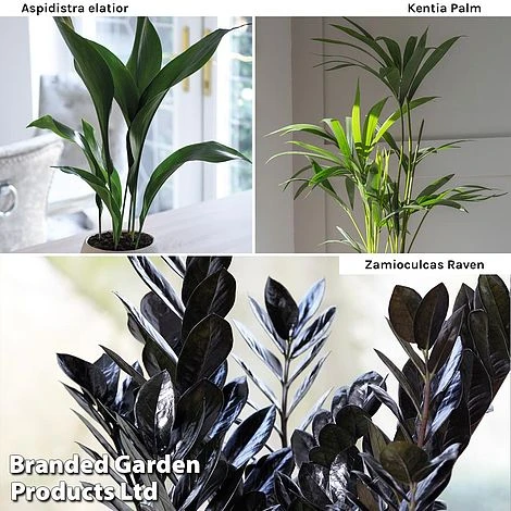 Almost Unkillable Houseplant Mixed Pot Collection - Image 3