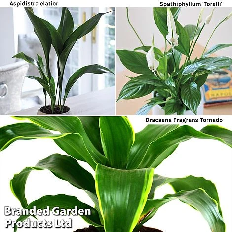 Almost Unkillable Houseplant Collection - Image 3