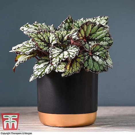 Begonia Rex Trio - Gift - Image 2