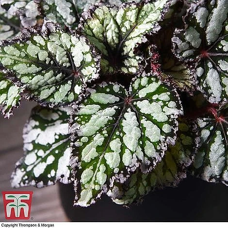 Begonia Rex Trio - Gift - Image 3