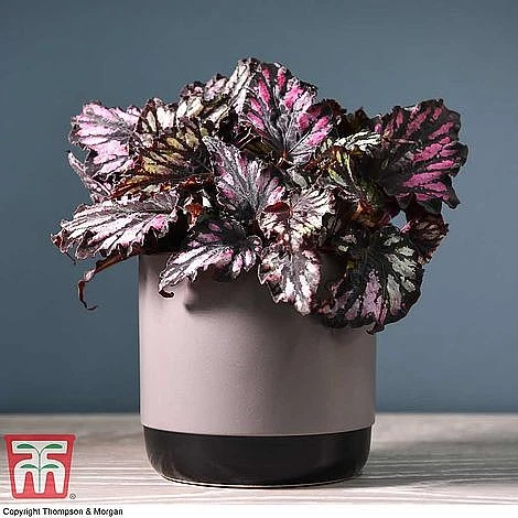 Begonia Rex Trio - Gift - Image 4