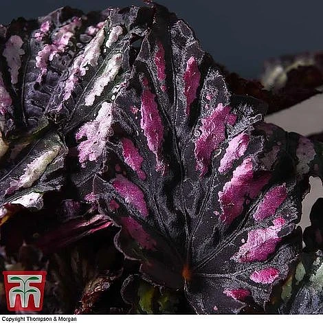 Begonia Rex Trio - Gift - Image 5