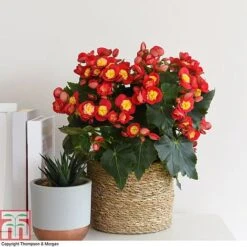 Begonia Elatior 'Valentino Pink'