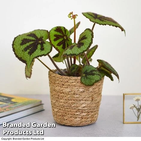 Begonia Masoniana 'Rock' - Image 2