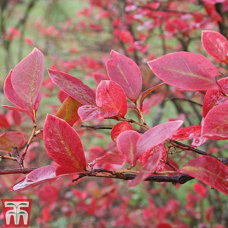 Blueberry 'Full Season Collection' - Image 5