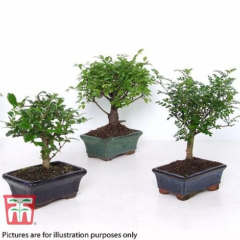 Bonsai Carmona Microphylla (House Plant) - Image 6