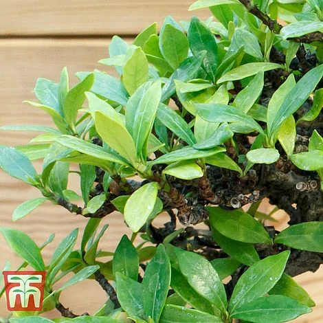 Bonsai Carmona Microphylla (House Plant) - Image 3